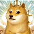 Holydoge