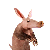 Aardvark